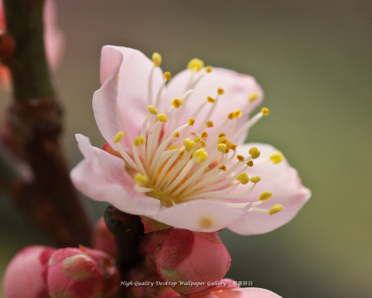 白梅の壁紙／Wallpaper of Ume Apricot (1280×1024)