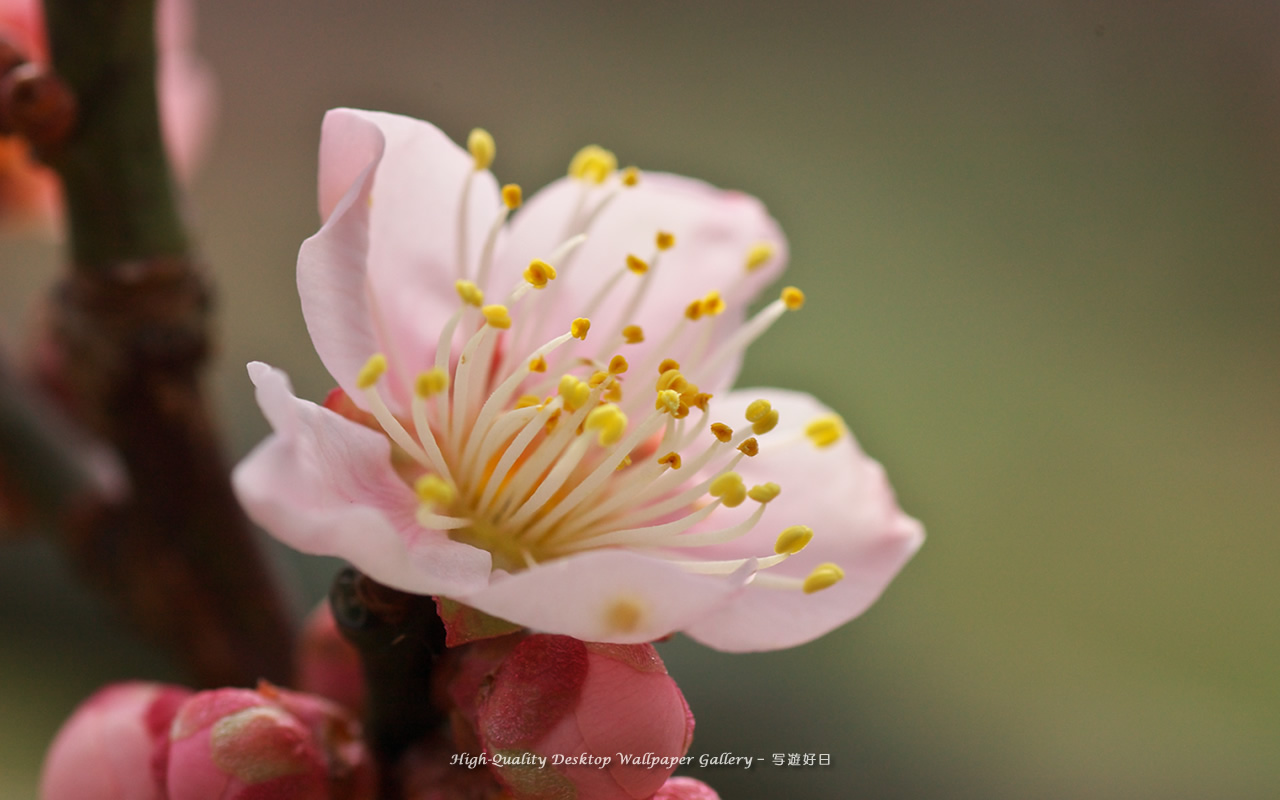 白梅の壁紙／Wallpaper of Ume Apricot (1280×800)