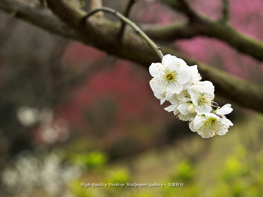 「梅の里」の壁紙／Wallpaper of Ume Apricot (1024×768)