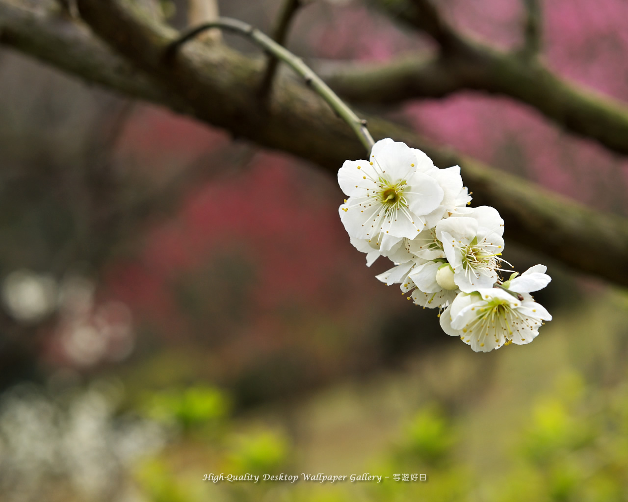 梅の里の壁紙／Wallpaper of Ume Apricot (1280×1024)