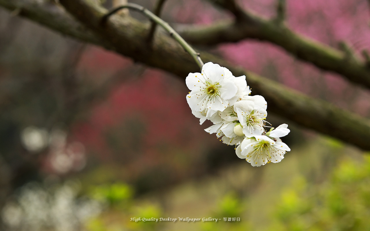 梅の里の壁紙／Wallpaper of Ume Apricot (1280×800)