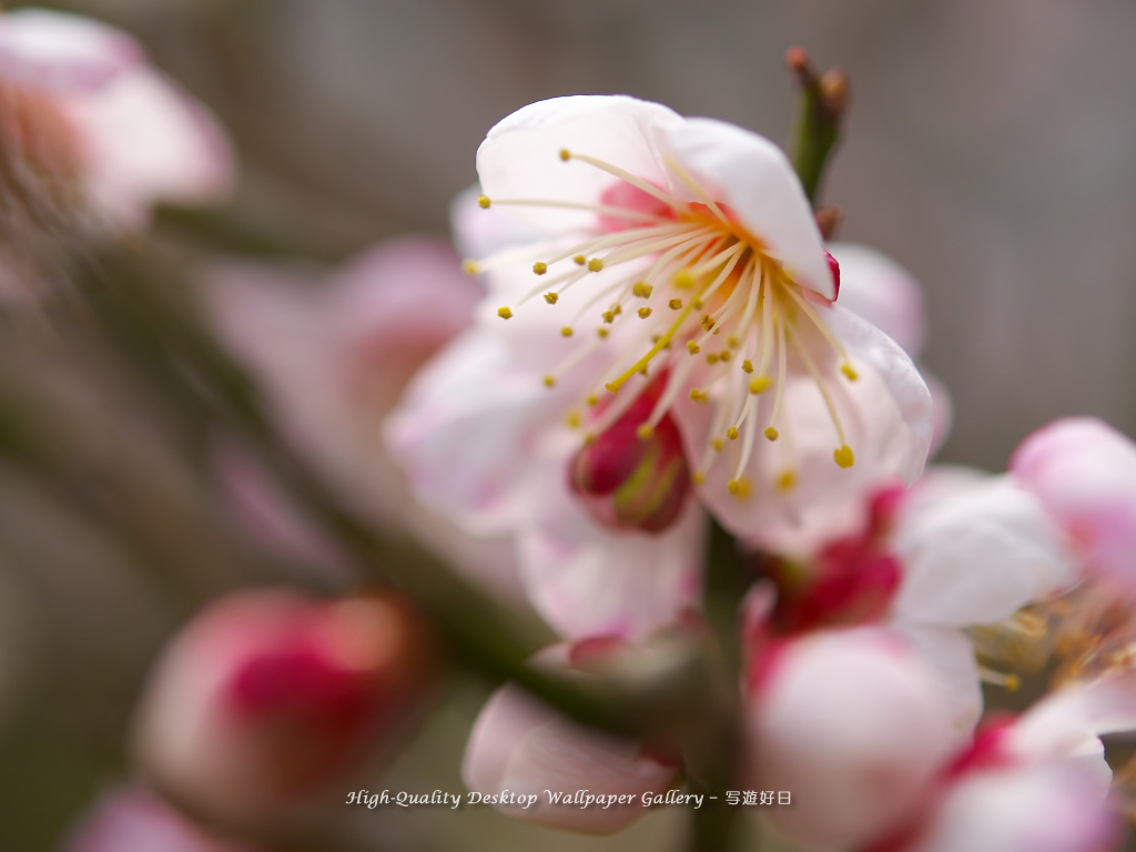 「梅の里」の壁紙／Wallpaper of Ume Apricot (1024×768)