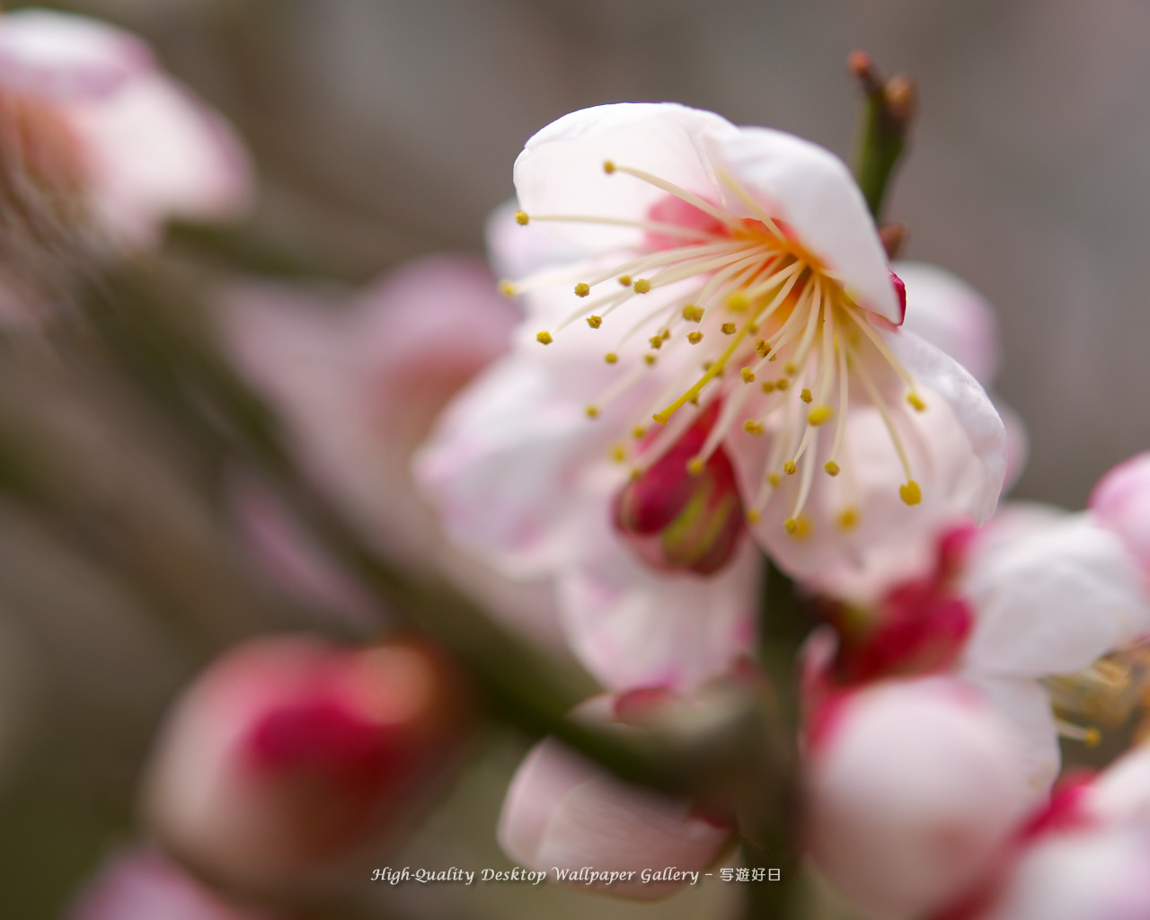 梅の里の壁紙／Wallpaper of Ume Apricot (1280×1024)