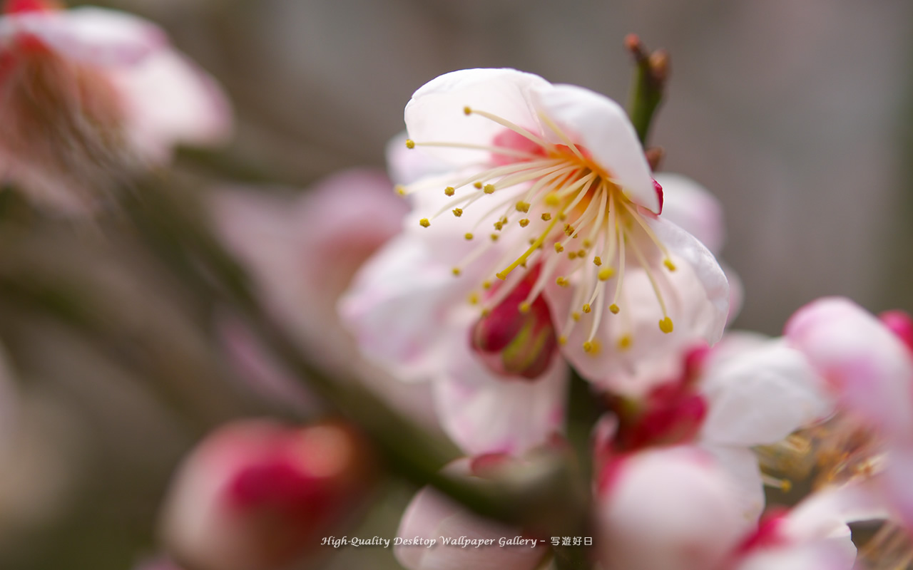 梅の里の壁紙／Wallpaper of Ume Apricot (1280×800)