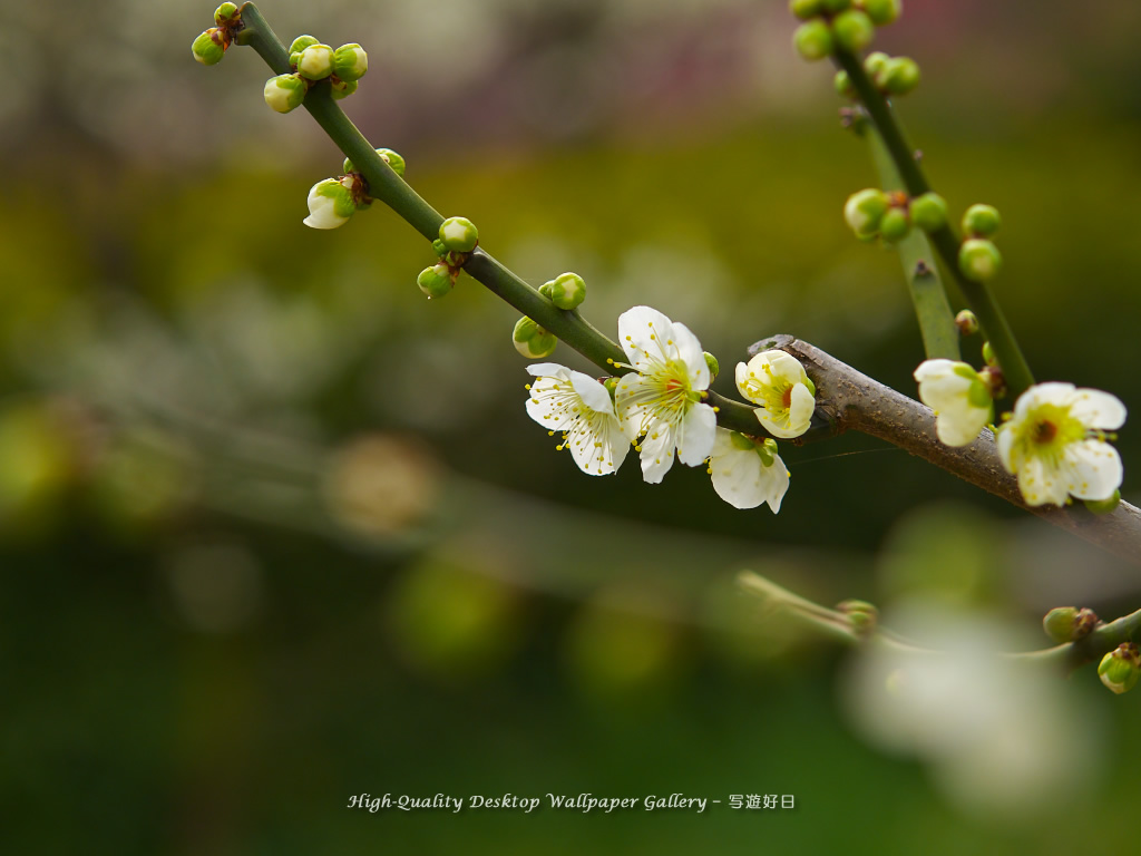 「梅の里」の壁紙／Wallpaper of Ume Apricot (1024×768)