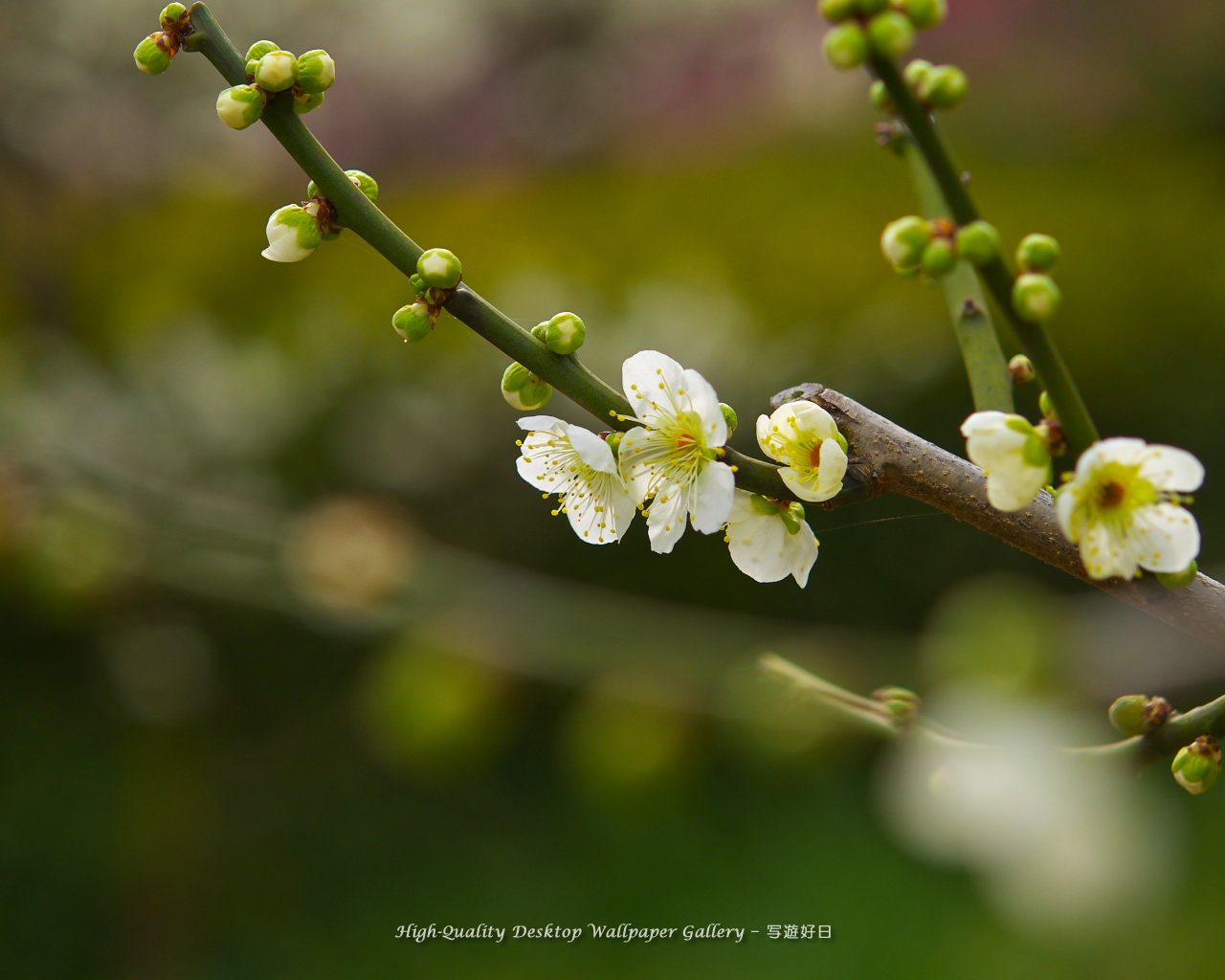 梅の里の壁紙/Wallpaper of Ume Apricot (1280×1024)