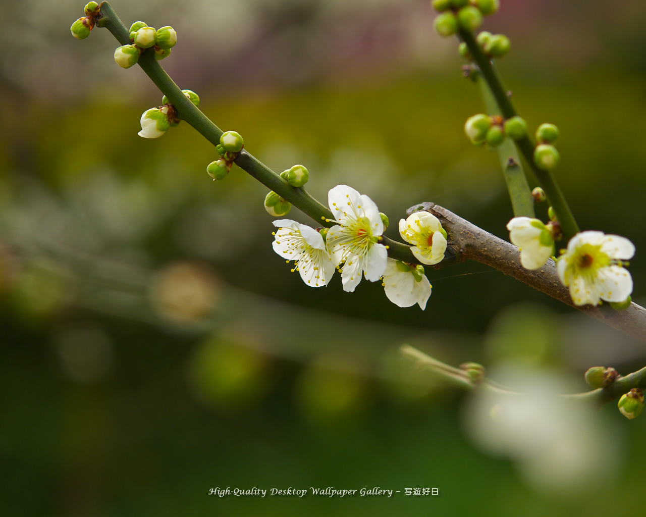 梅の里の壁紙／Wallpaper of Ume Apricot (1280×1024)