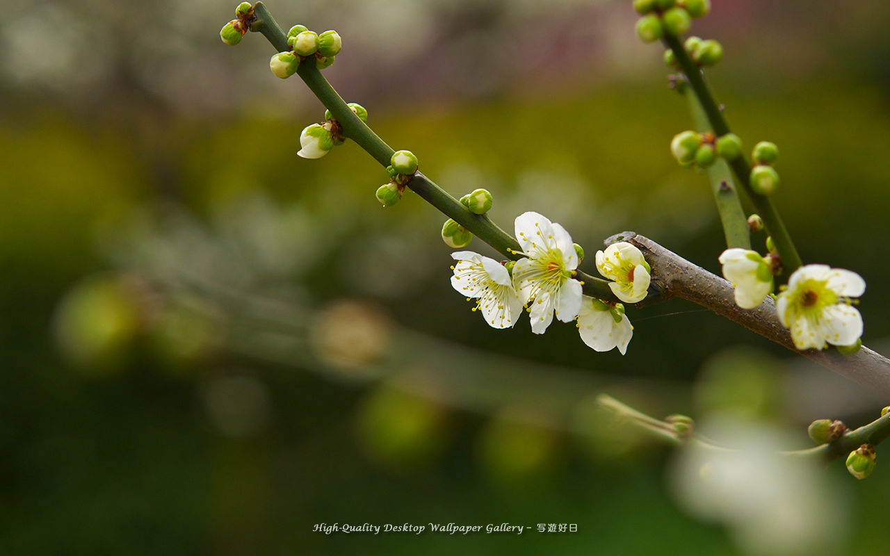 梅の里の壁紙／Wallpaper of Ume Apricot (1280×800)