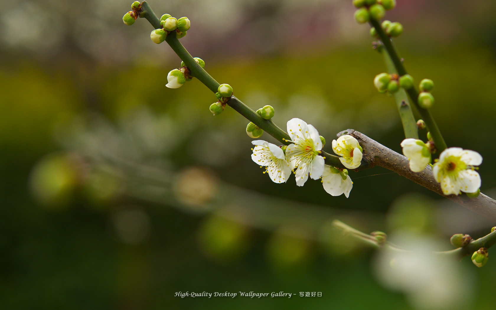 梅の里の壁紙/Wallpaper of Ume Apricot (1680×1050)