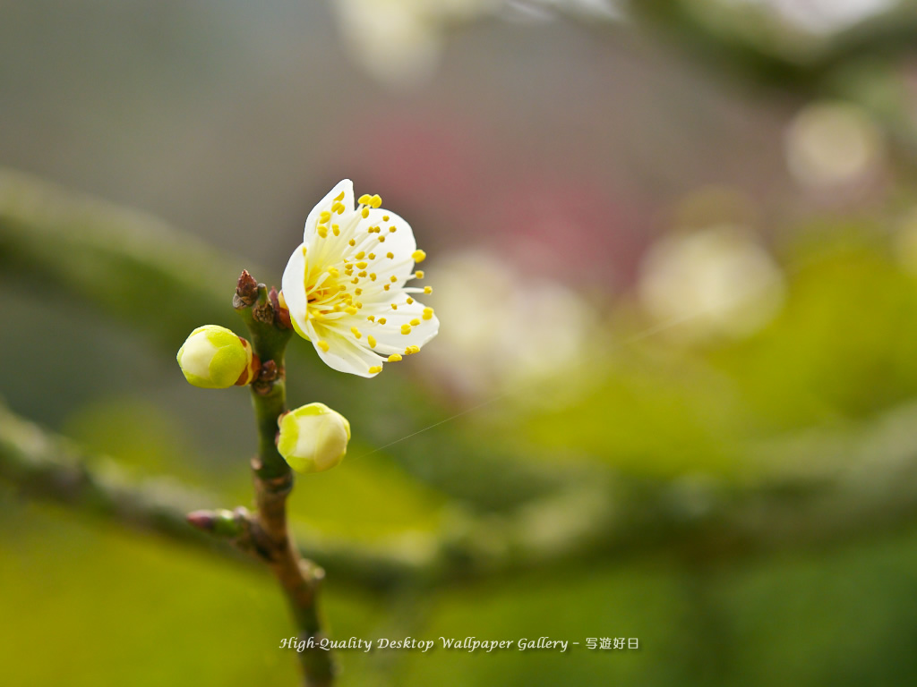 「梅の里」の壁紙／Wallpaper of Ume Apricot (1024×768)