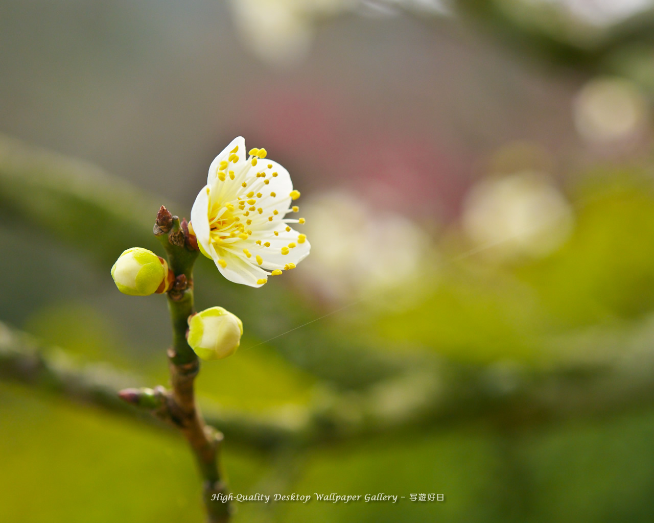 梅の里の壁紙／Wallpaper of Ume Apricot (1280×1024)