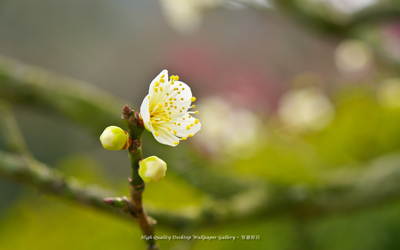 梅の里の壁紙／Wallpaper of Ume Apricot (1280×800)