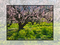 「七折梅園-梅源郷(01)-」の壁紙ダウンロード | Go to the download page of Japanese Apricot