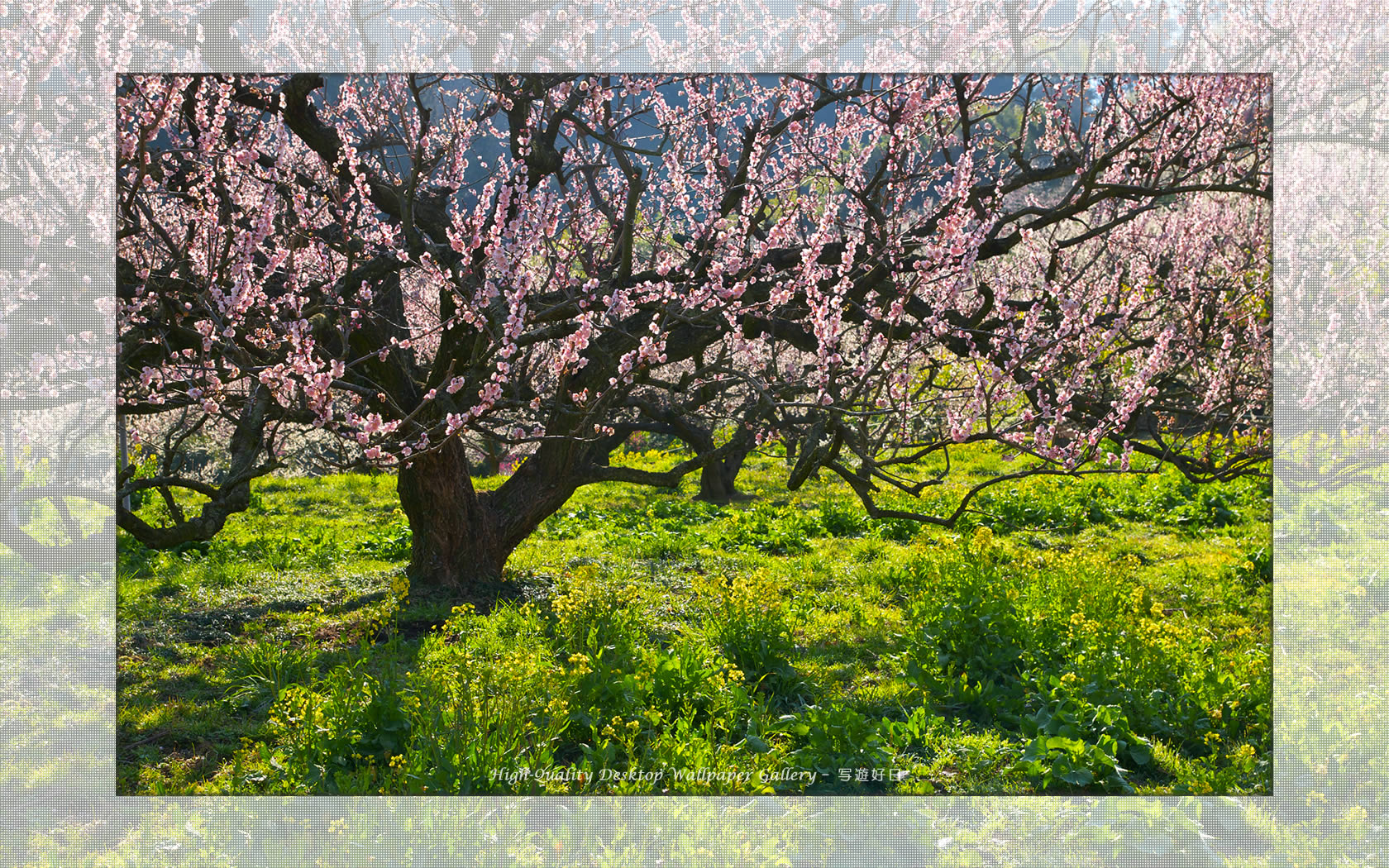 梅源郷の壁紙／Wallpaper of Ume Apricot (1680×1050)