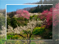 「七折梅園-梅源郷(03)-」の壁紙ダウンロード | Go to the download page of Japanese Apricot