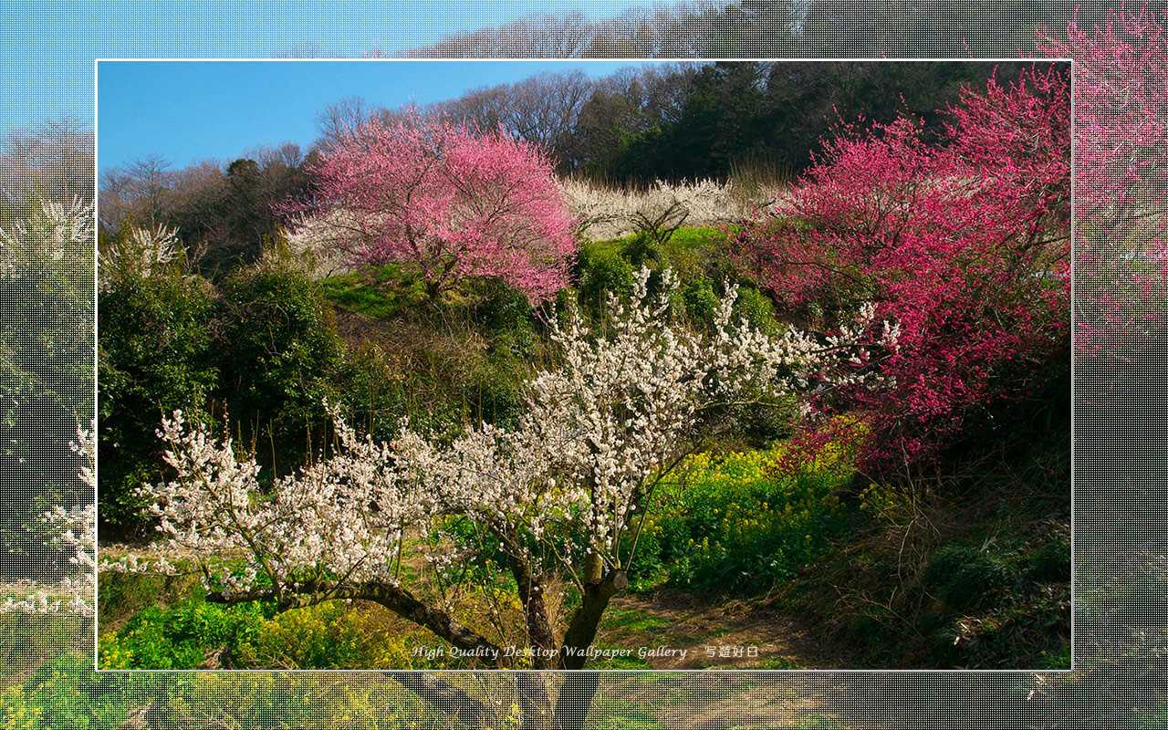 梅源郷－七折梅園（３）の壁紙／Wallpaper of Ume Apricot (1280×800)