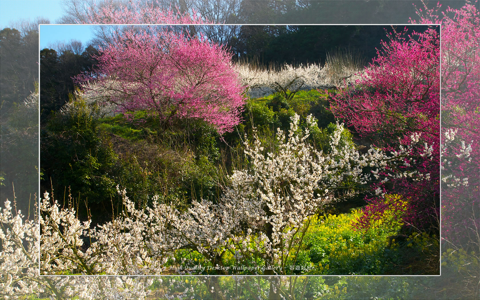 梅源郷－七折梅園（４）の壁紙／Wallpaper of Ume Apricot (1680×1050)