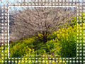 「七折梅園-梅源郷(5)-」の壁紙ダウンロード | Go to the download page of Japanese Apricot