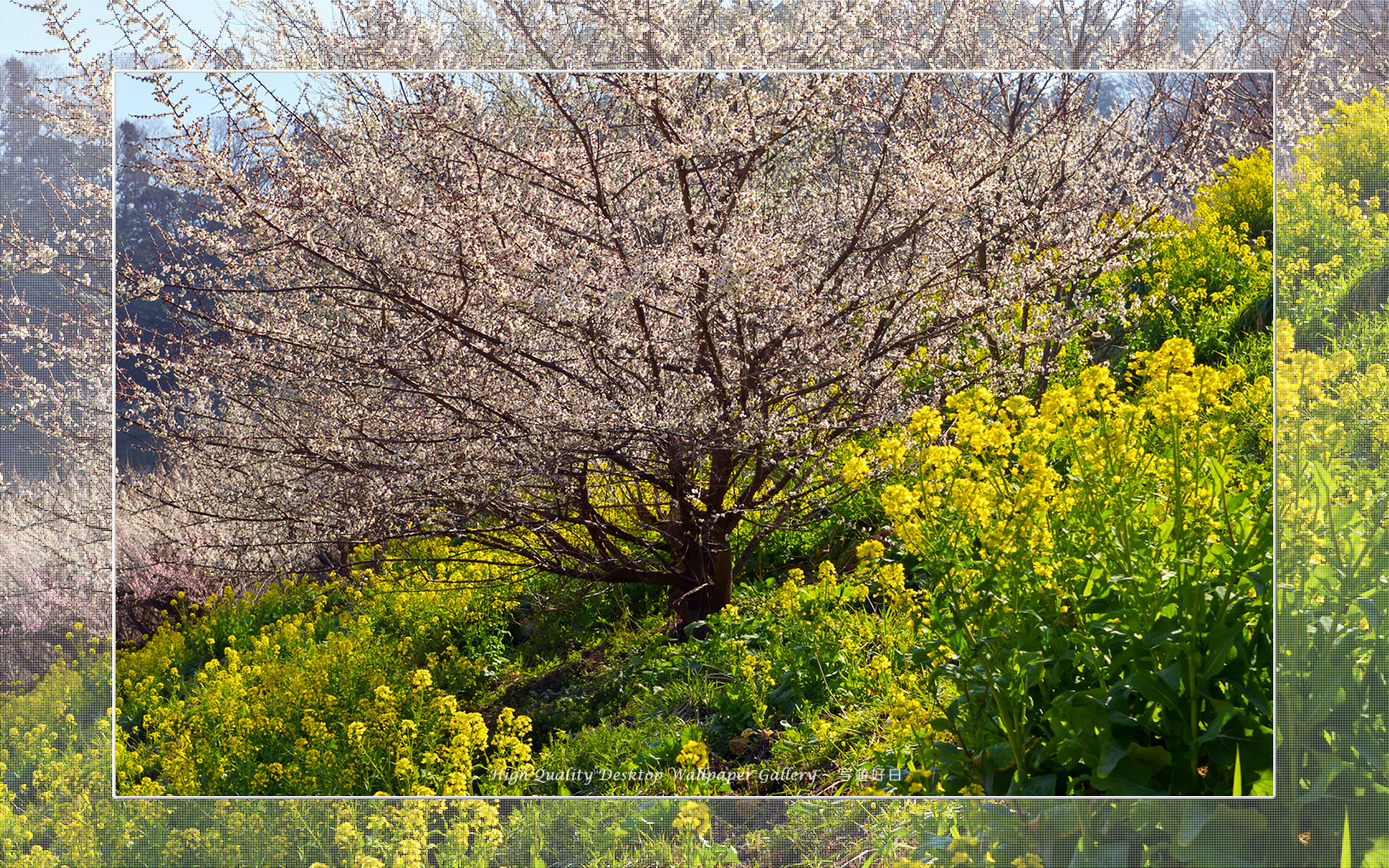 梅源郷－七折梅園（５）の壁紙／Wallpaper of Ume Apricot (1680×1050)