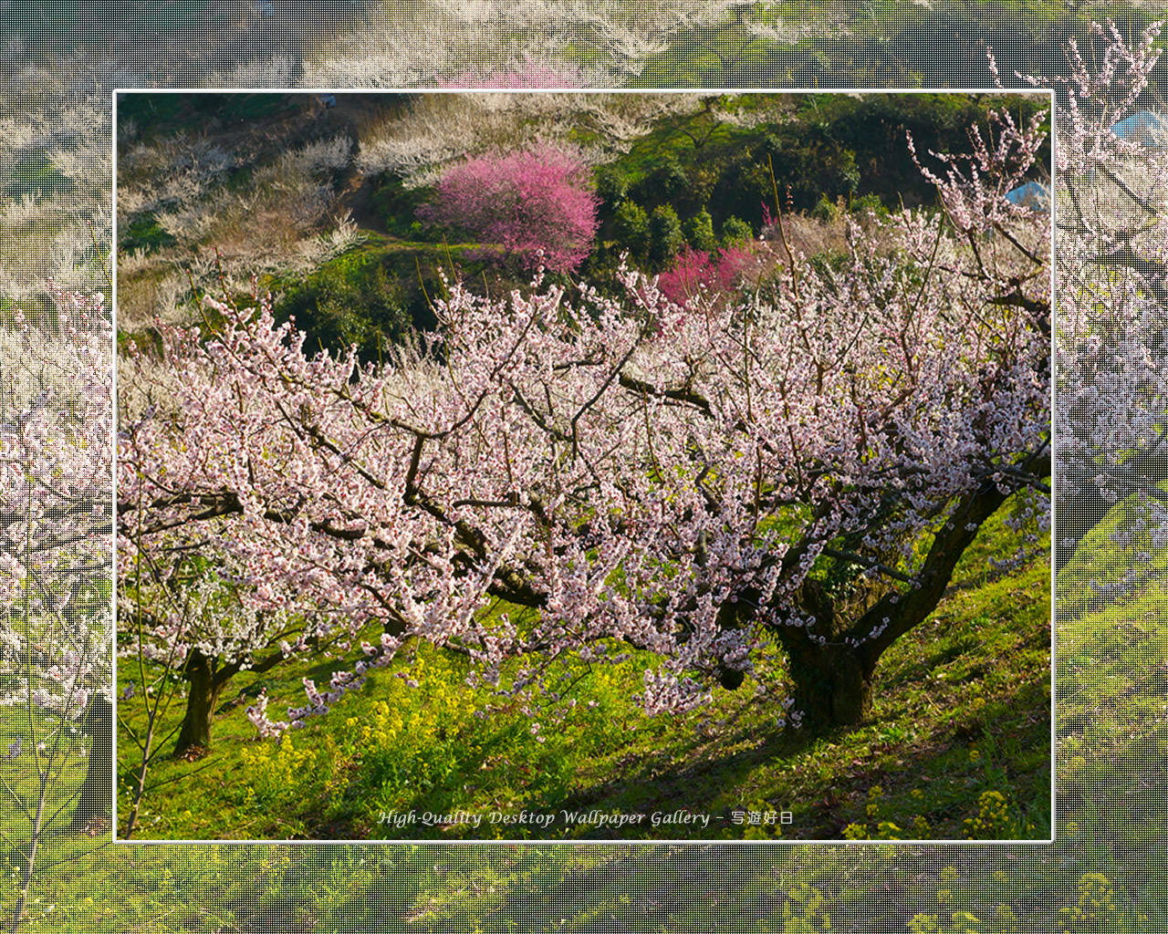 梅源郷－七折梅園（７）の壁紙／Wallpaper of Ume Apricot (1280×1024)