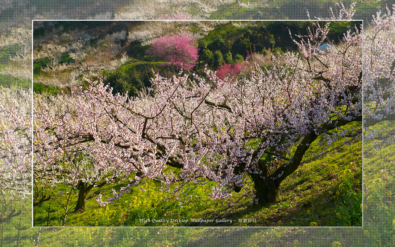 梅源郷－七折梅園（７）の壁紙／Wallpaper of Ume Apricot (1280×800)