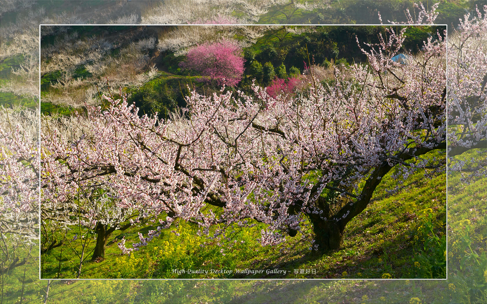 梅源郷－七折梅園（７）の壁紙／Wallpaper of Ume Apricot (1680×1050)