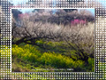 「七折梅園-梅源郷(8)-」の壁紙ダウンロード | Go to the download page of Japanese Apricot