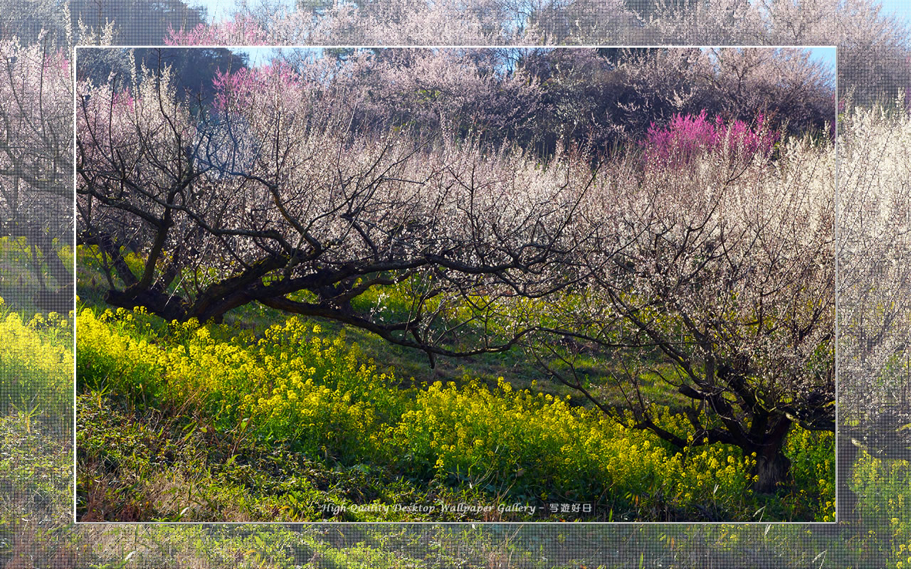 梅源郷－七折梅園（８）の壁紙／Wallpaper of Ume Apricot (1280×800)