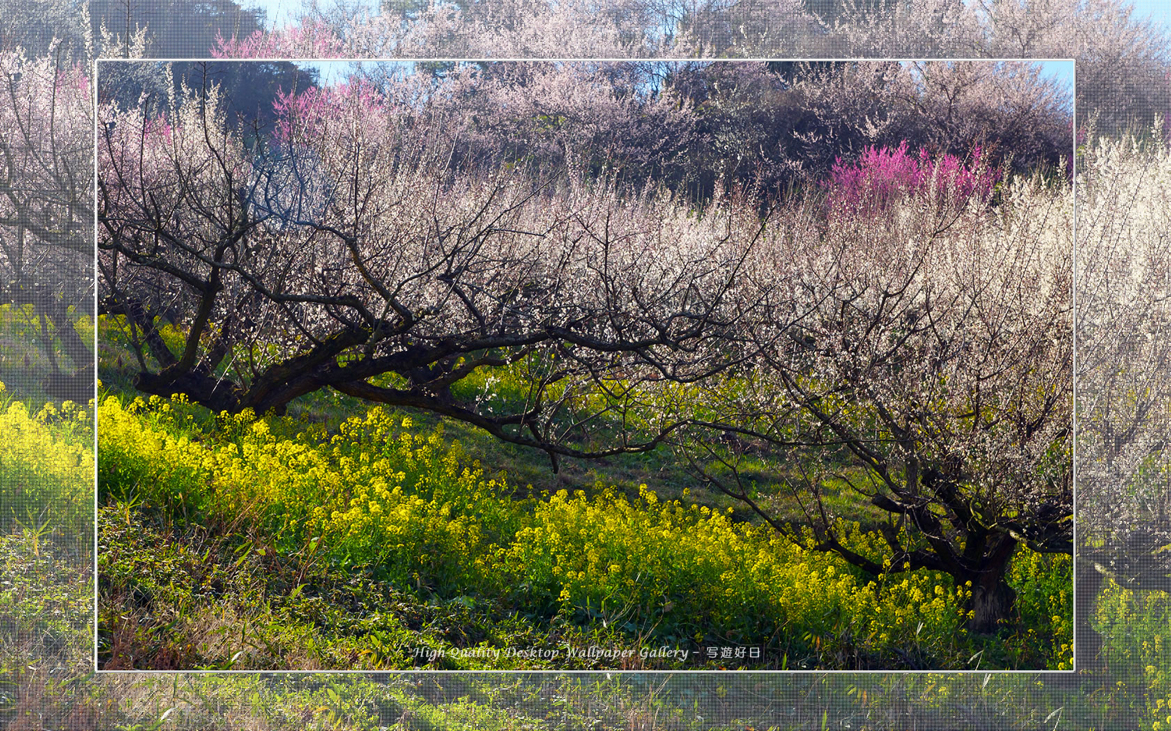 梅源郷－七折梅園（８）の壁紙／Wallpaper of Ume Apricot (1680×1050)