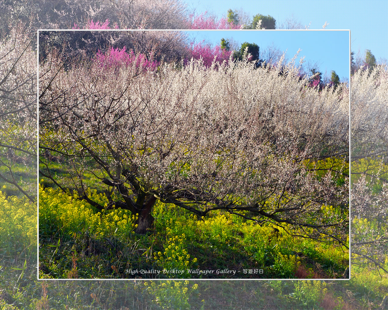 梅源郷－七折梅園（９）の壁紙／Wallpaper of Ume Apricot (1280×1024)