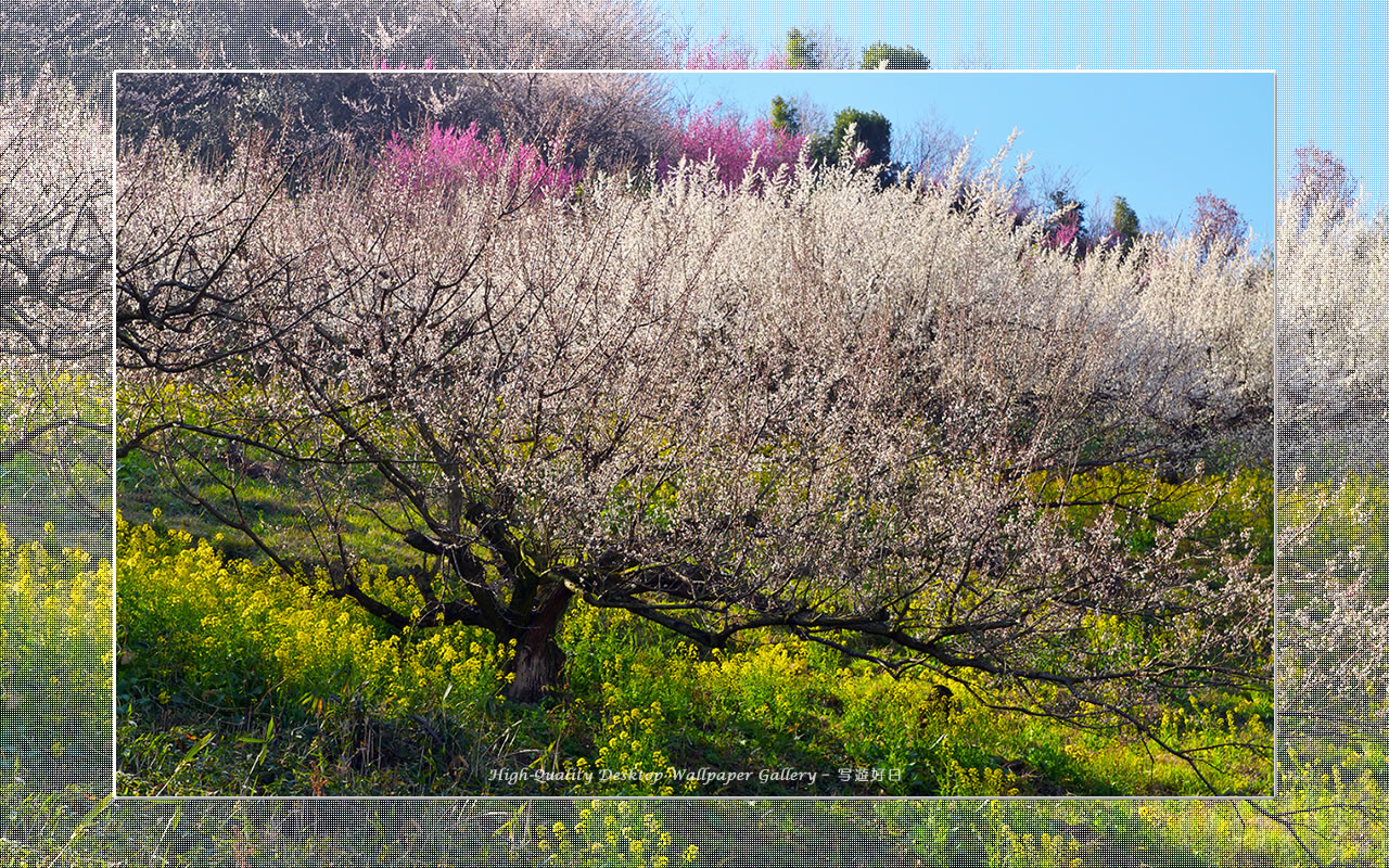 梅源郷－七折梅園（９）の壁紙／Wallpaper of Ume Apricot (1280×800)