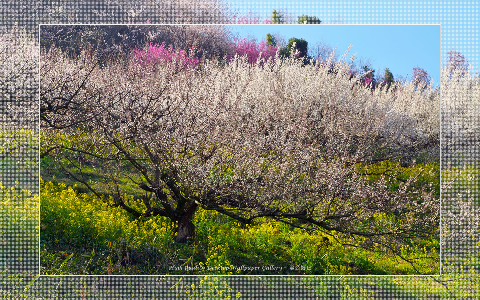 梅源郷－七折梅園（９）の壁紙／Wallpaper of Ume Apricot (1680×1050)