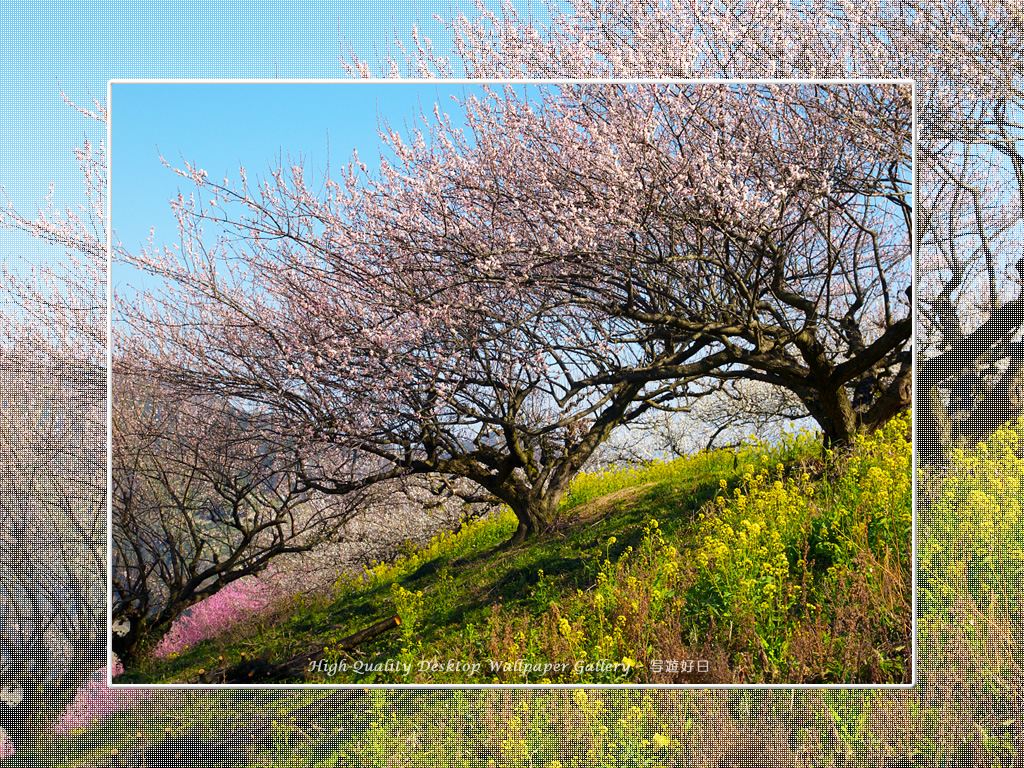 「梅源郷－七折梅園（10）」の壁紙／Wallpaper of Ume Apricot (1024×768)