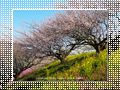 「七折梅園-梅源郷(10)-」の壁紙ダウンロード | Go to the download page of Japanese Apricot