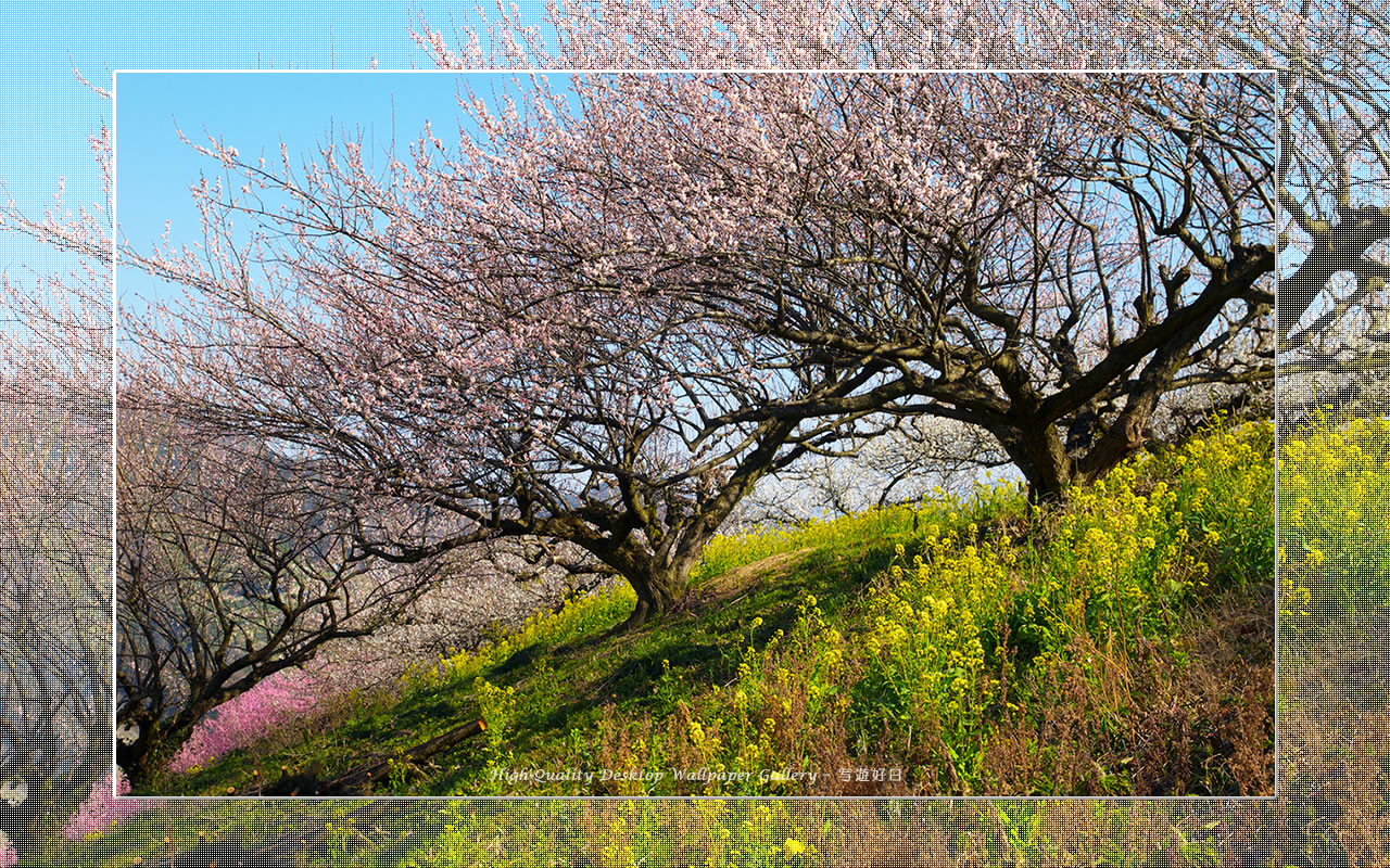 梅源郷－七折梅園（10）の壁紙／Wallpaper of Ume Apricot (1280×800)