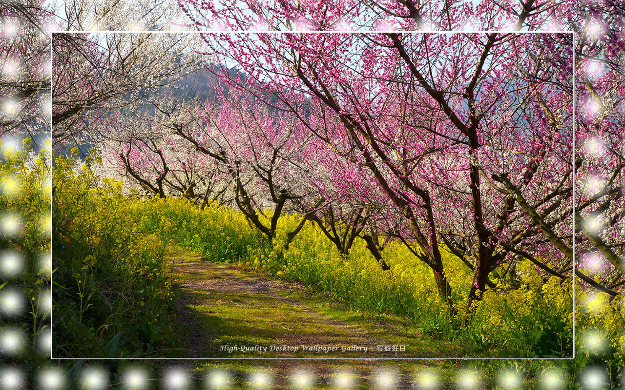 梅源郷－七折梅園（11）の壁紙／Wallpaper of Ume Apricot (1280×800)