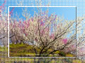 「七折梅園-梅源郷(12)-」の壁紙ダウンロード | Go to the download page of Japanese Apricot