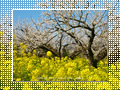 「七折梅園-梅源郷(15)-」の壁紙ダウンロード | Go to the download page of Japanese Apricot