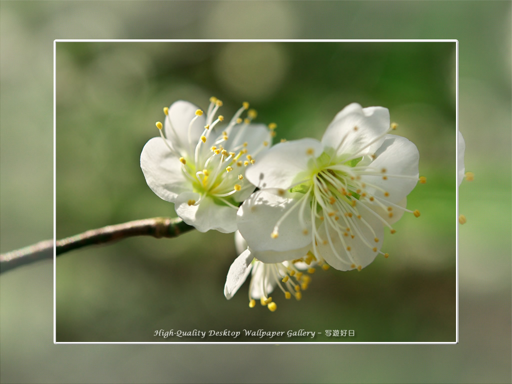 「白梅-青軸-」の壁紙/Wallpaper of Ume Apricot (1024×768)