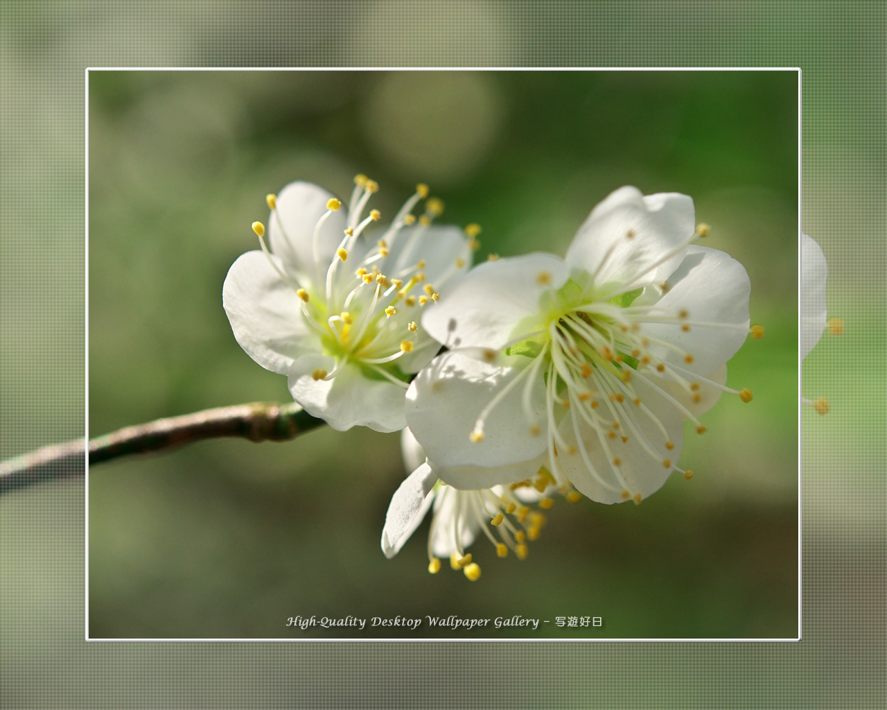 白梅－青軸－の壁紙／Wallpaper of Ume Apricot (1280×1024)