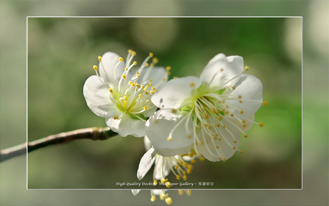 白梅－青軸－の壁紙／Wallpaper of Ume Apricot (1280×800)