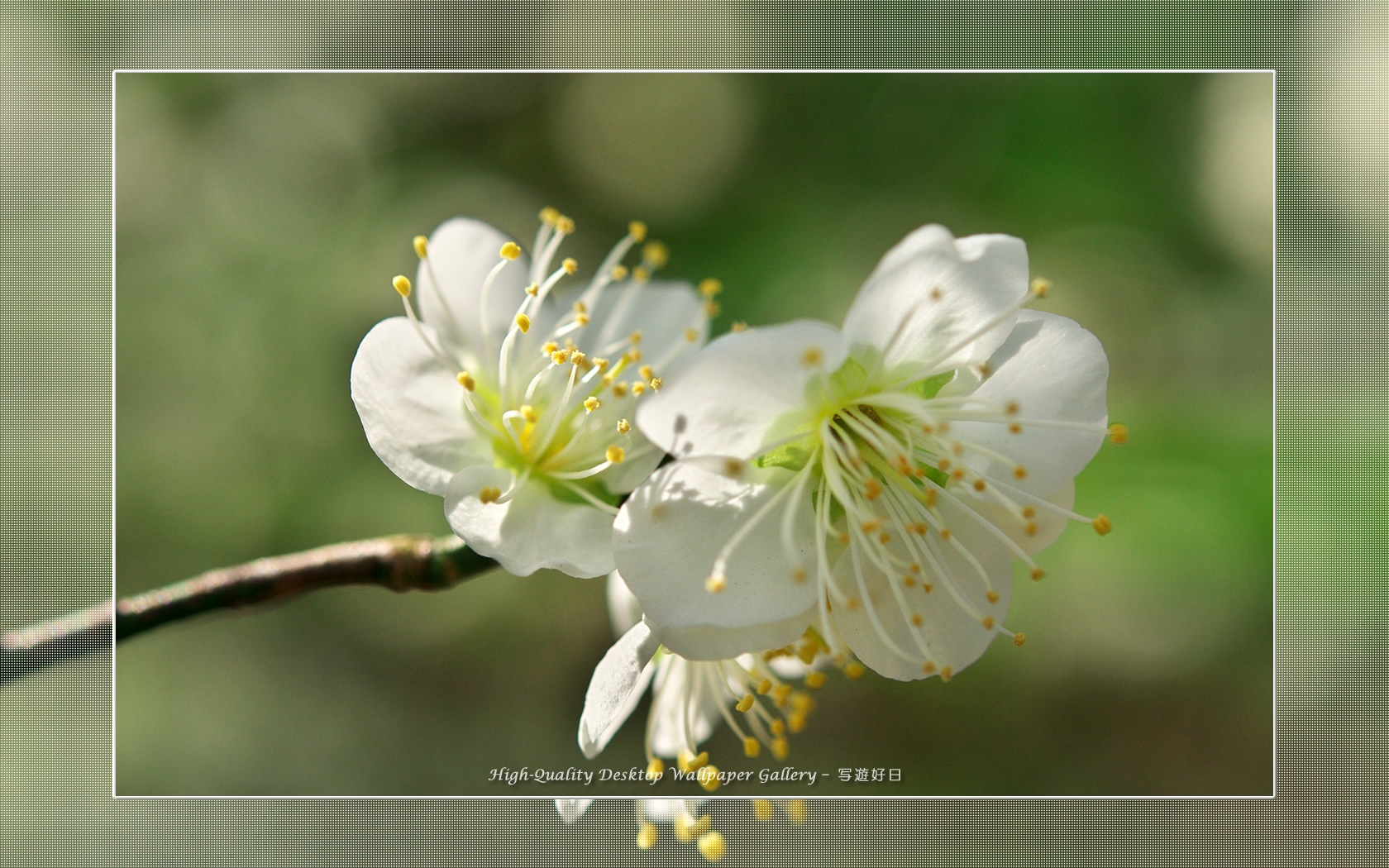 白梅－青軸－の壁紙／Wallpaper of Ume Apricot (1680×1050)