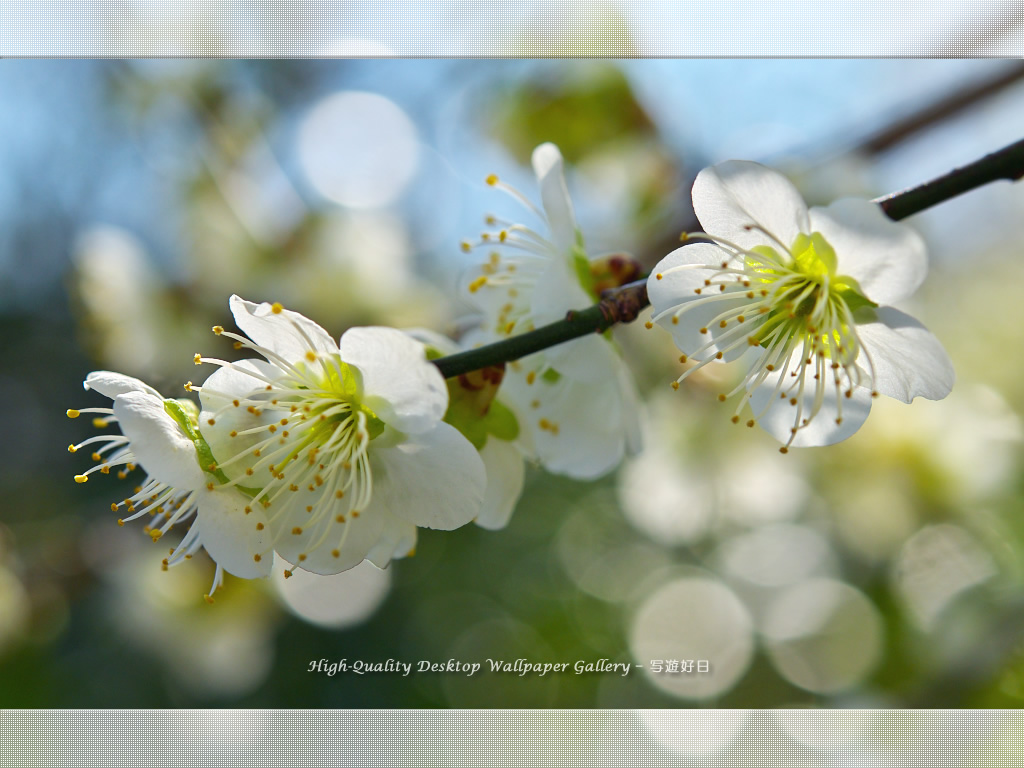 「白梅-青軸-」の壁紙/Wallpaper of Ume Apricot (1024×768)