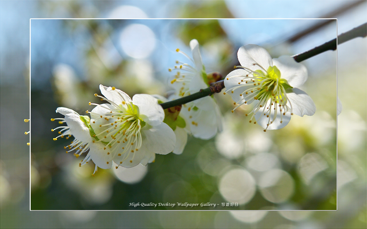 白梅-青軸-の壁紙/Wallpaper of Ume Apricot (1280×800)
