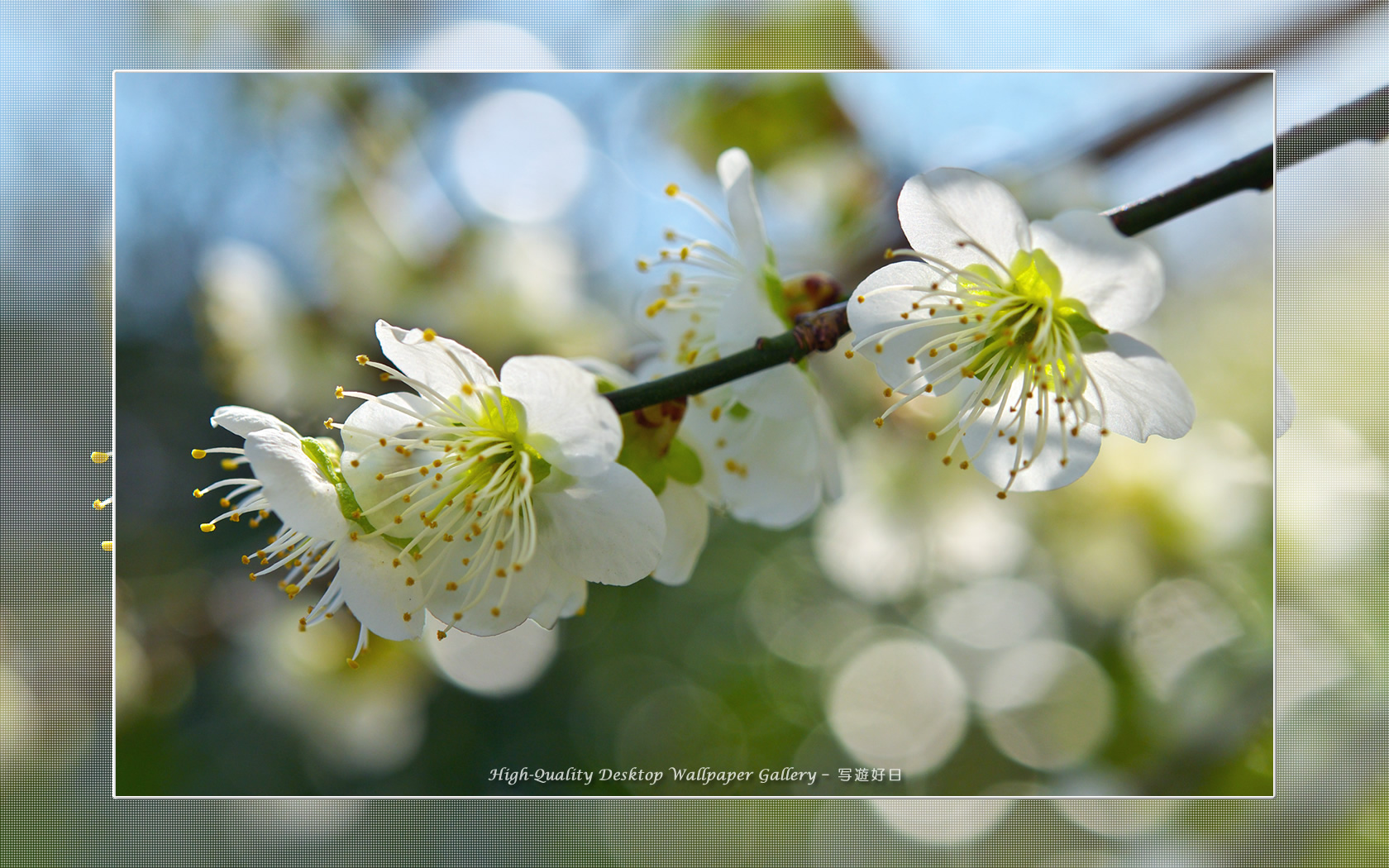 白梅－青軸－の壁紙／Wallpaper of Ume Apricot (1680×1050)