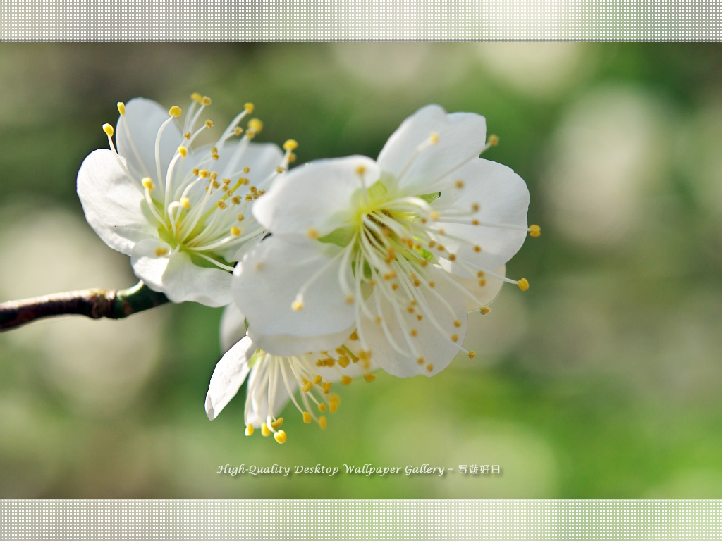 「白梅-青軸-」の壁紙/Wallpaper of Ume Apricot (1024×768)