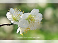 「白梅－青軸－(3)」の壁紙ダウンロード | Go to the download page of Japanese Apricot