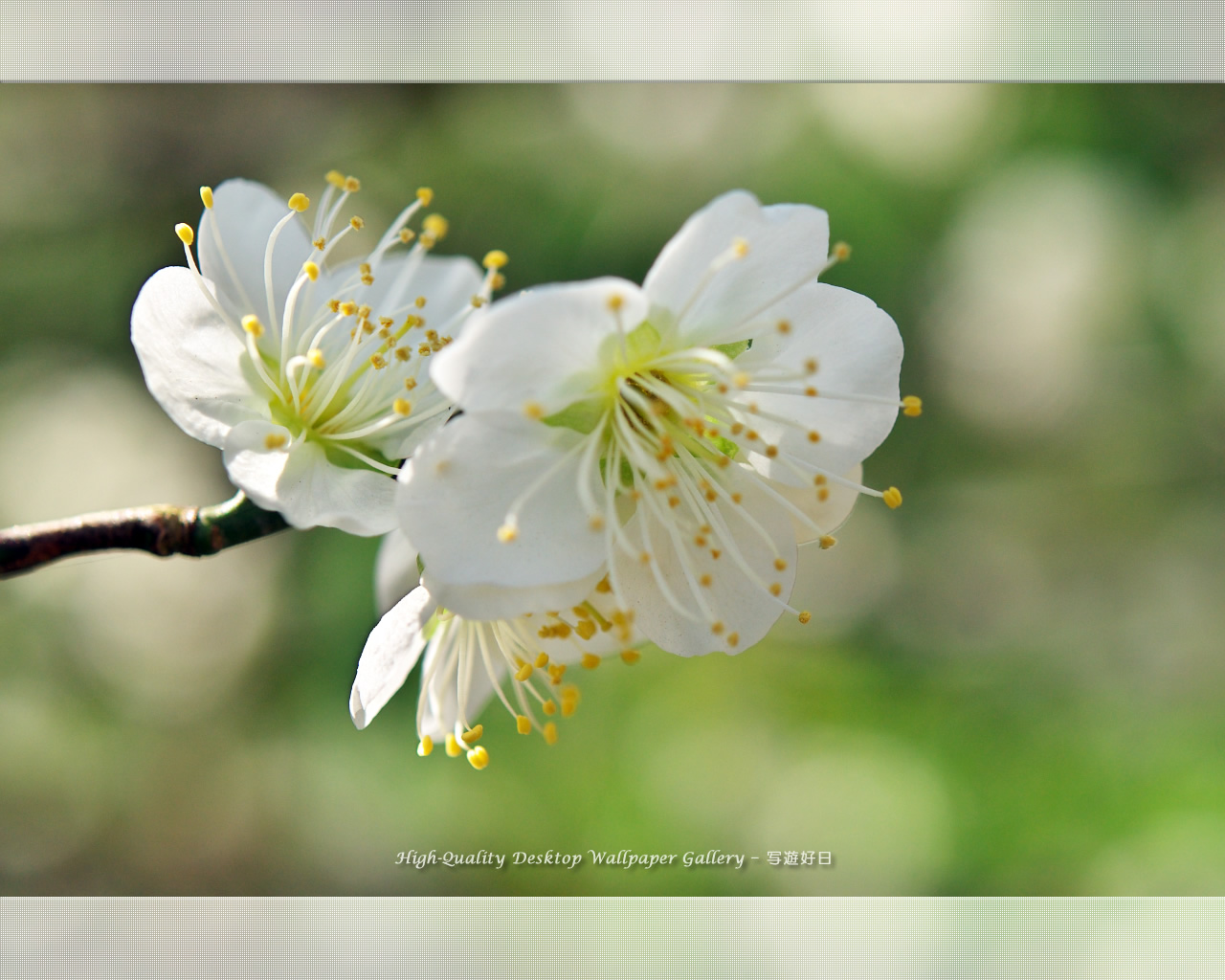 白梅-青軸-の壁紙/Wallpaper of Ume Apricot (1280×1024)
