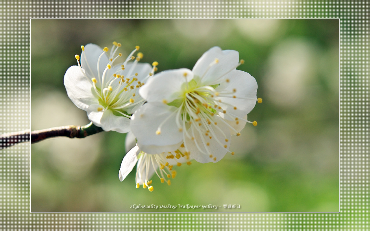 白梅-青軸-の壁紙/Wallpaper of Ume Apricot (1280×800)