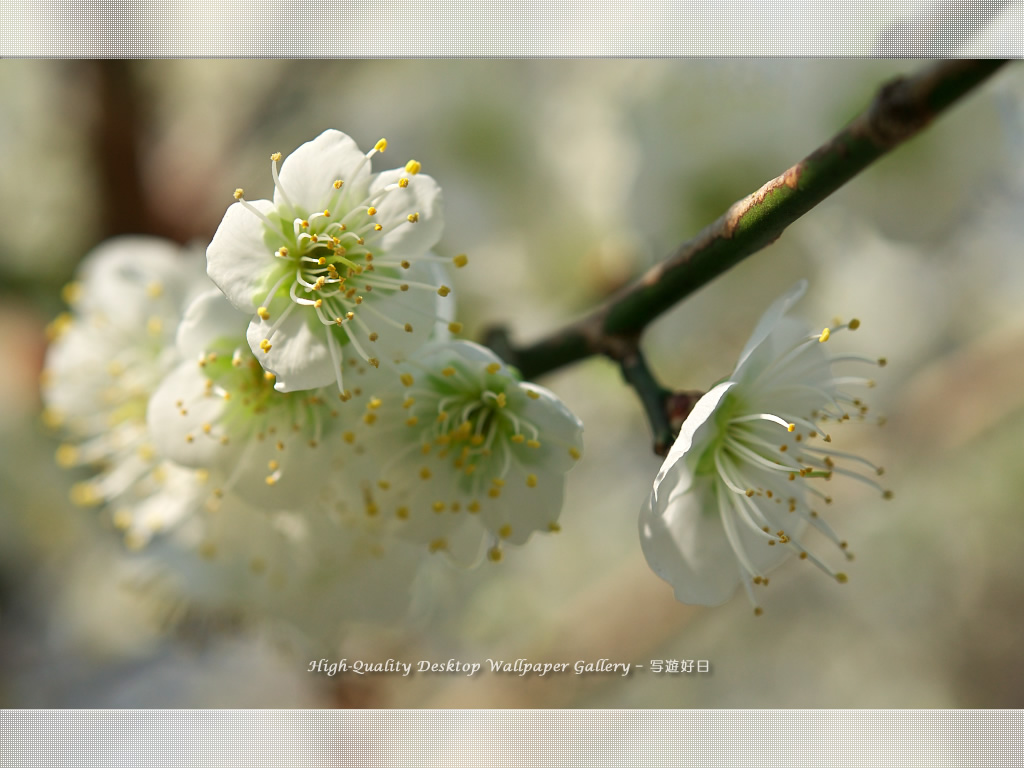 「白梅-青軸-」の壁紙/Wallpaper of Ume Apricot (1024×768)